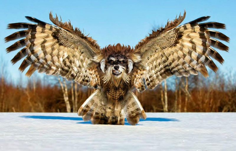 Illustration for article titled Common Animals Morphed Into Terrifying New Species